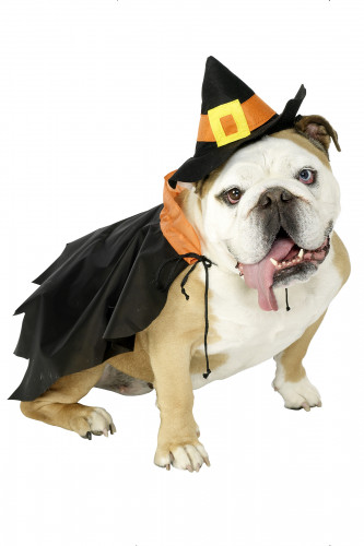 Déguisement sorcière chien Halloween